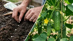 Nasiona ogórka szybko kiełkują i są wytrzymałe: w czym je namoczyć przed sadzeniem