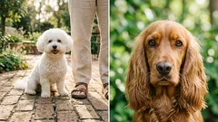 8 ras psów o łagodnym usposobieniu: zawsze przy Twoim boku, zawsze gotowe na pieszczoty