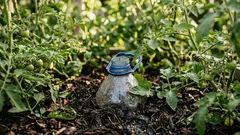 W szklarni zakopano 20 pięciolitrowych butelek — pomidory świetnie rosną, a ich korzenie są trzykrotnie dłuższe